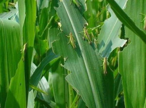 南亚蝗灾或再次爆发有三条路线可进入我国云南设置百余监测点