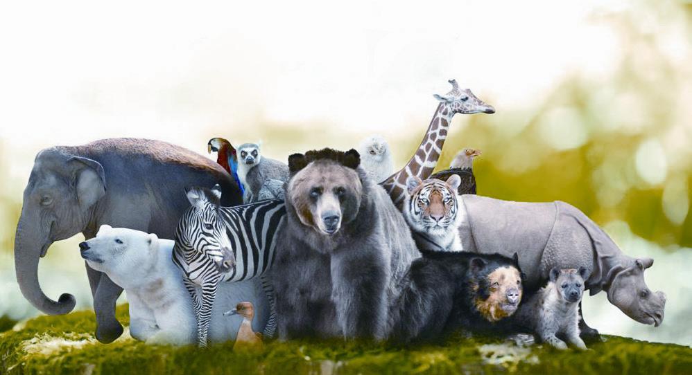 城市化对野生动物影响 郊狼为何逆势增长