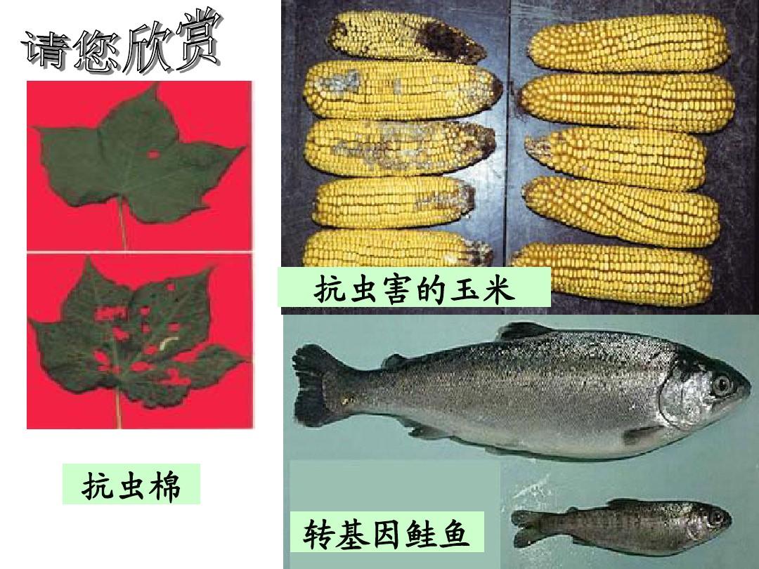 什么是转基因生物？它们是怎么做成的？...