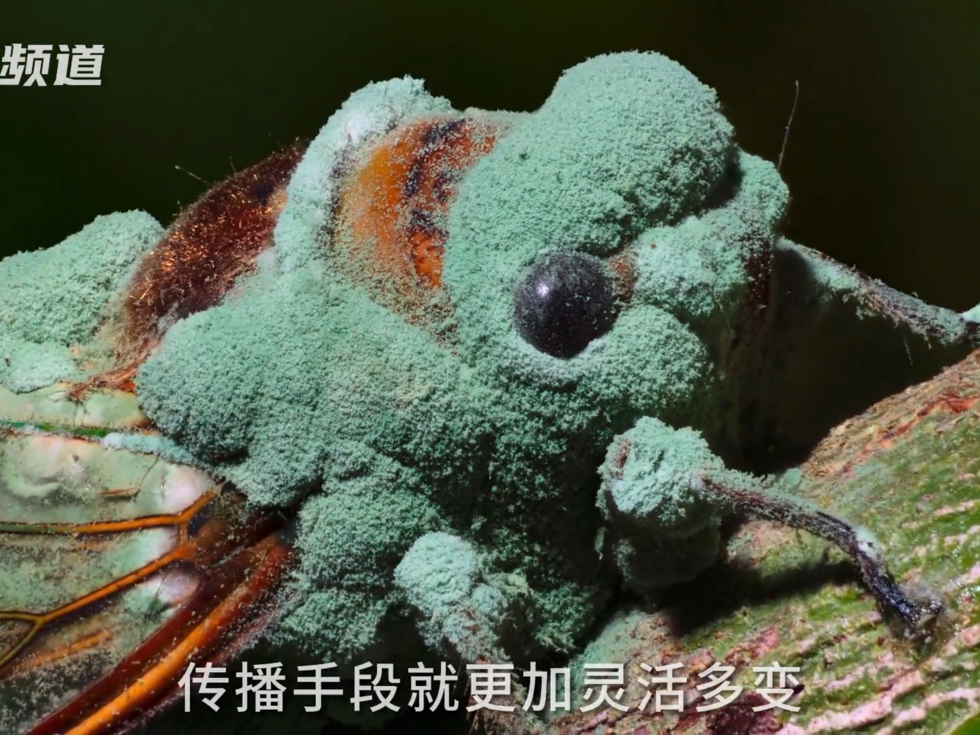 真菌操控的“僵尸蝉”：即使屁股没了，“交配”也不停...
