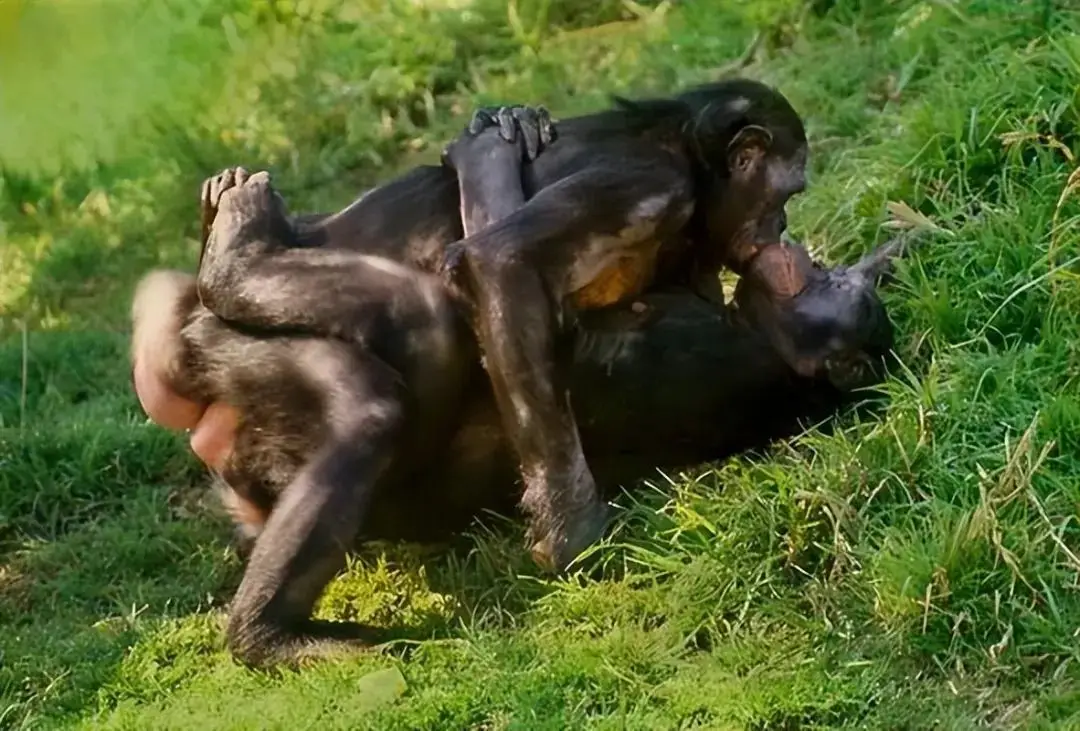 为什么动物会选择交配繁衍？这背后到底隐藏着什么秘密？