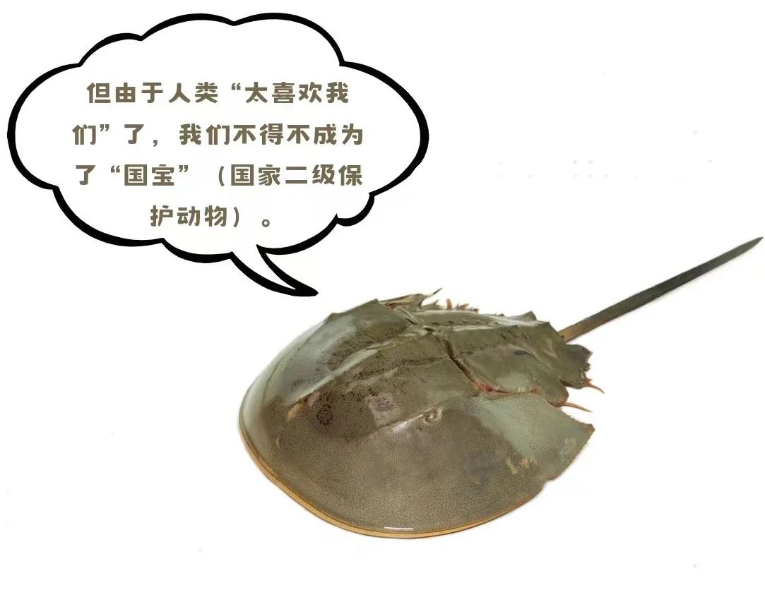 濒危物种与人类口腹之欲 动物因食用而灭绝的原因