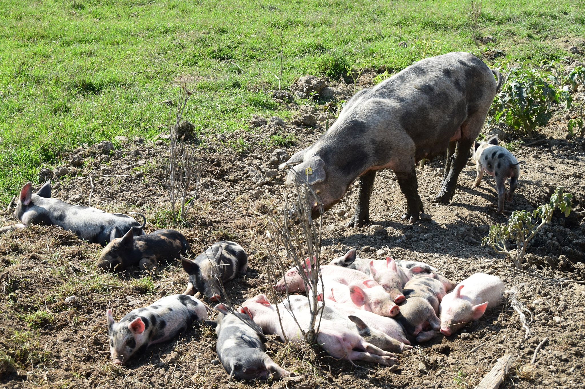 野猪误闯猪舍被强行搞对象，拽住后腿不让走，和家猪可...