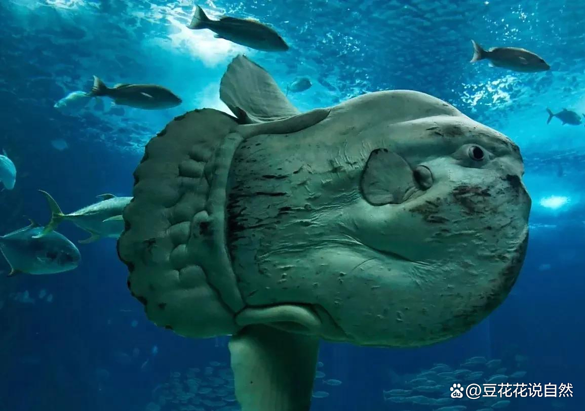 翻车鱼被吃也不反抗 为何还没灭绝