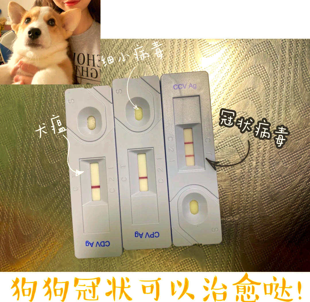 宠物会感染和传播新型冠状病毒吗？真相到底是什么？