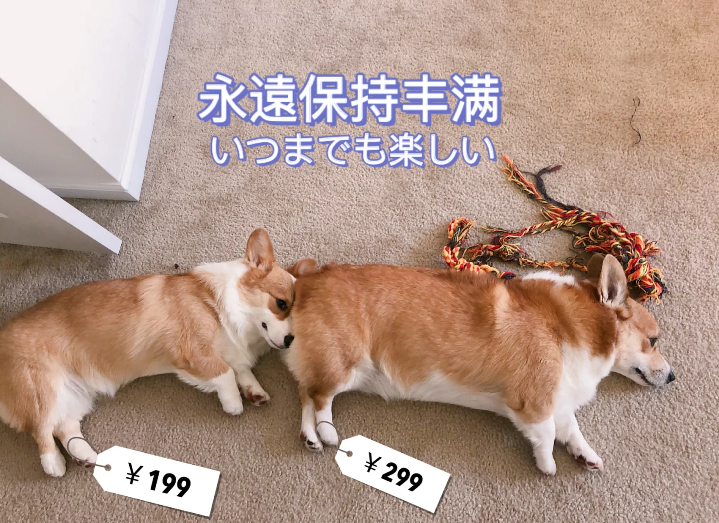 宠物胖， 主人也容易胖？...