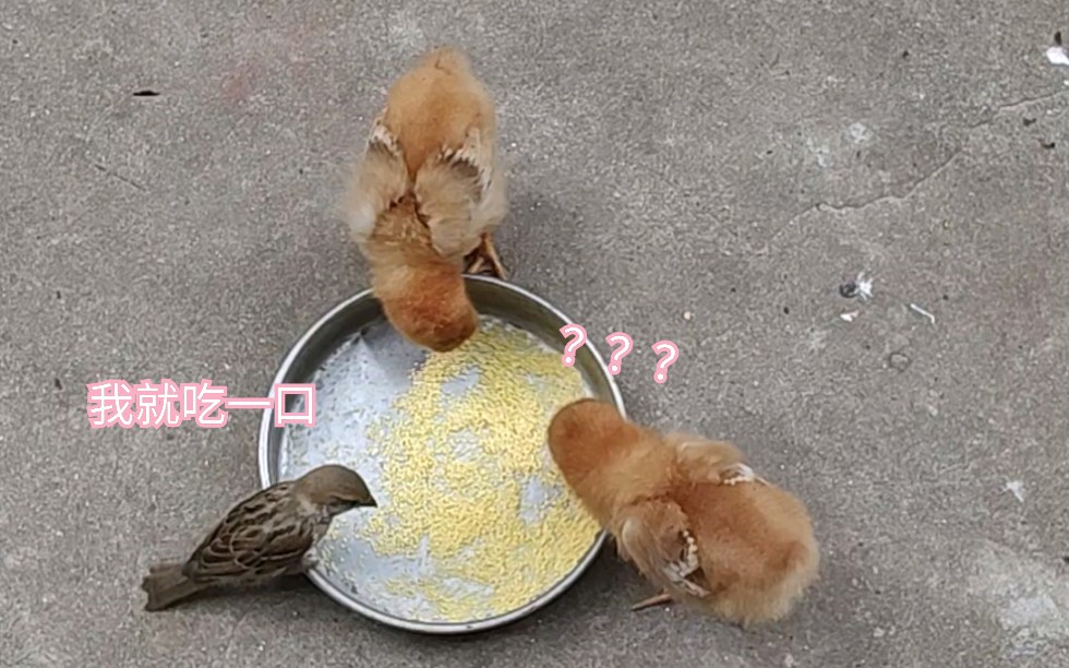 你是像鸡啄米一样“点头”的人吗?...