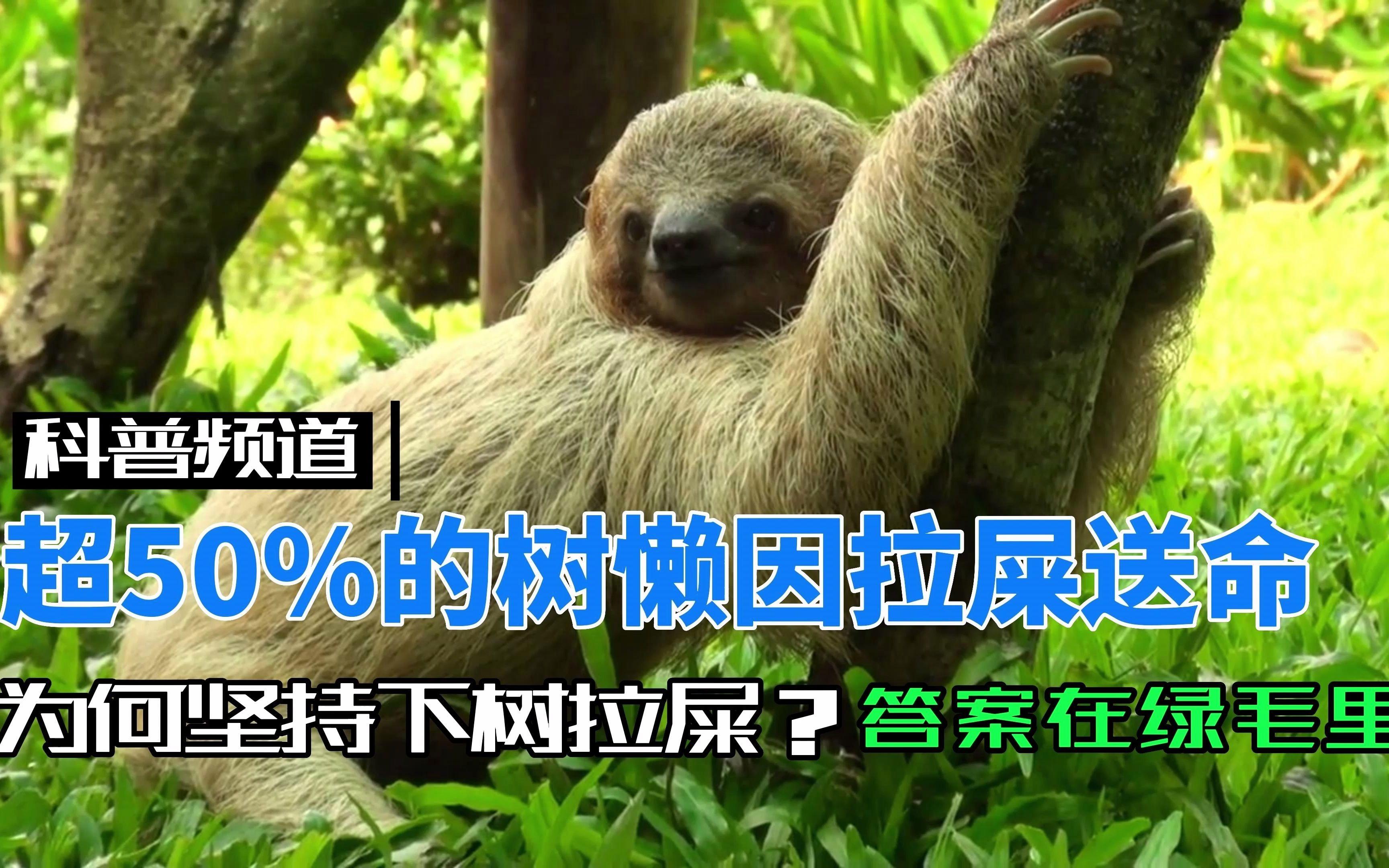 为什么超过50%的树懒,在屎拉到一半的途中意外身亡...