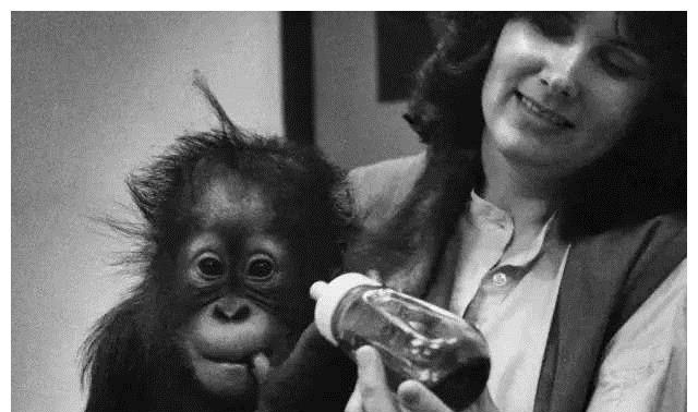 猩猩夏特克“为人”四十载，如何像人一样生活？...