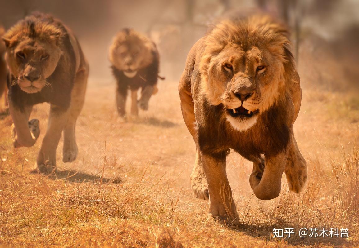 动物为什么不存在近亲繁殖的问题