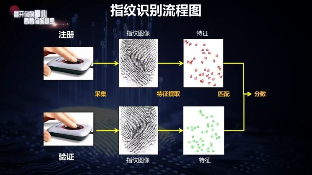 指纹识别技术原理 世界上有两个指纹相同的人吗