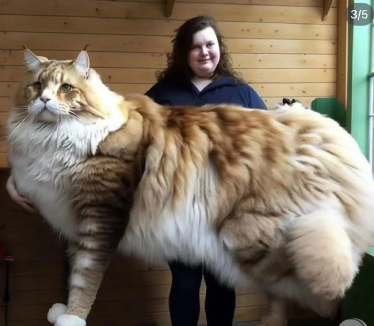 纯种猫的诞生，人类究竟犯了多大错？...