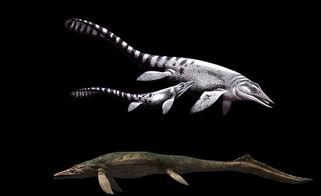 为什么评价“化石女孩”玛丽·安宁?...