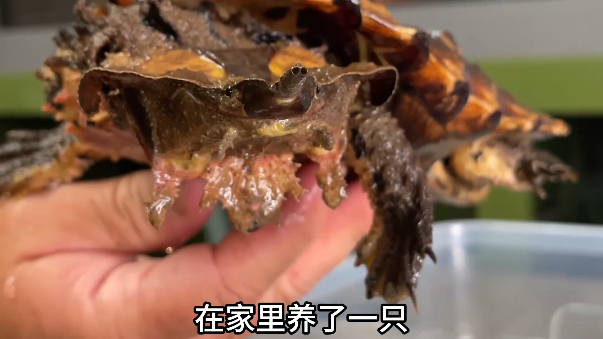 玛塔龟怎么饲养 玛塔名字的含义与来历