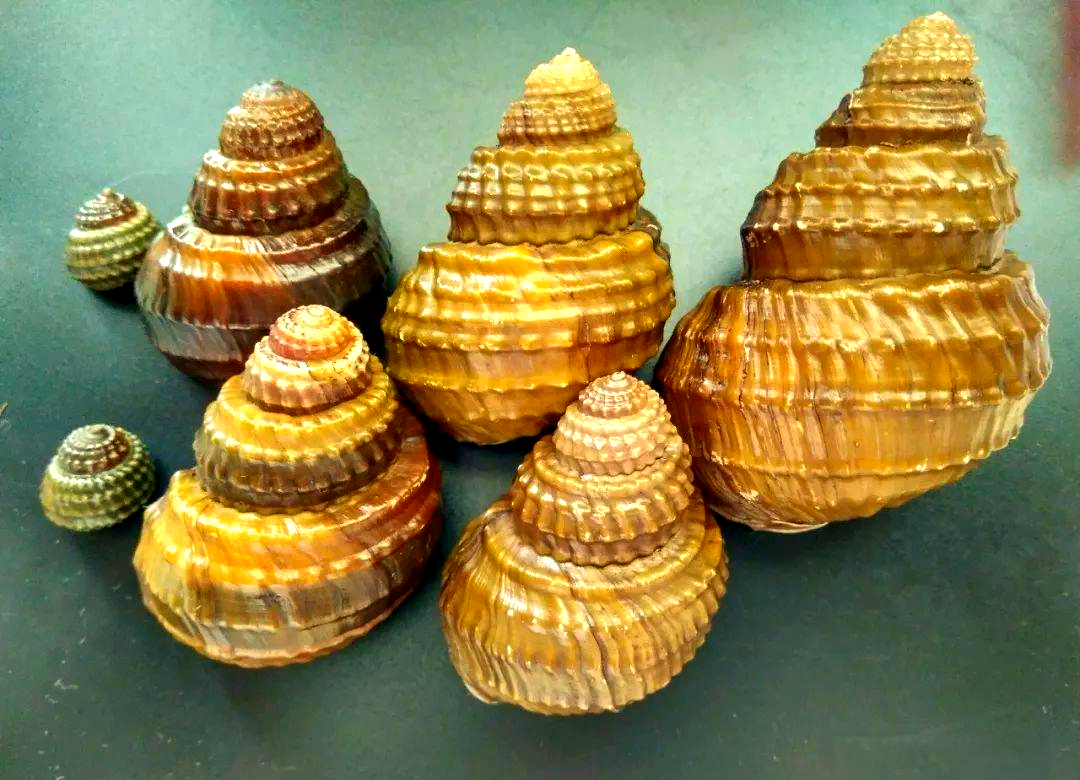 上海人经常做的河虾、螺蛳是一种什么美味？...