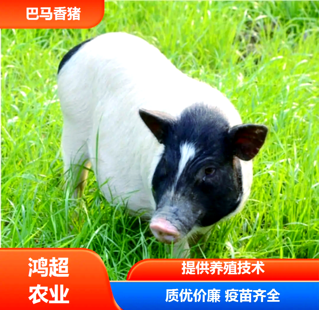迷你小香猪养殖价格与品种选择 巴马香猪环江香猪多少钱