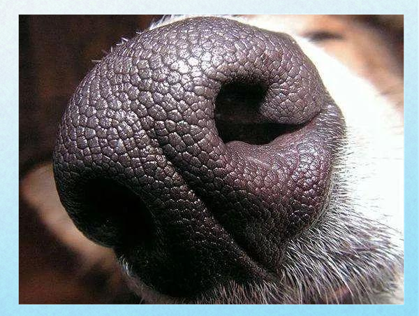 动物嗅觉灵敏度奥秘 人类与犬类嗅觉对比