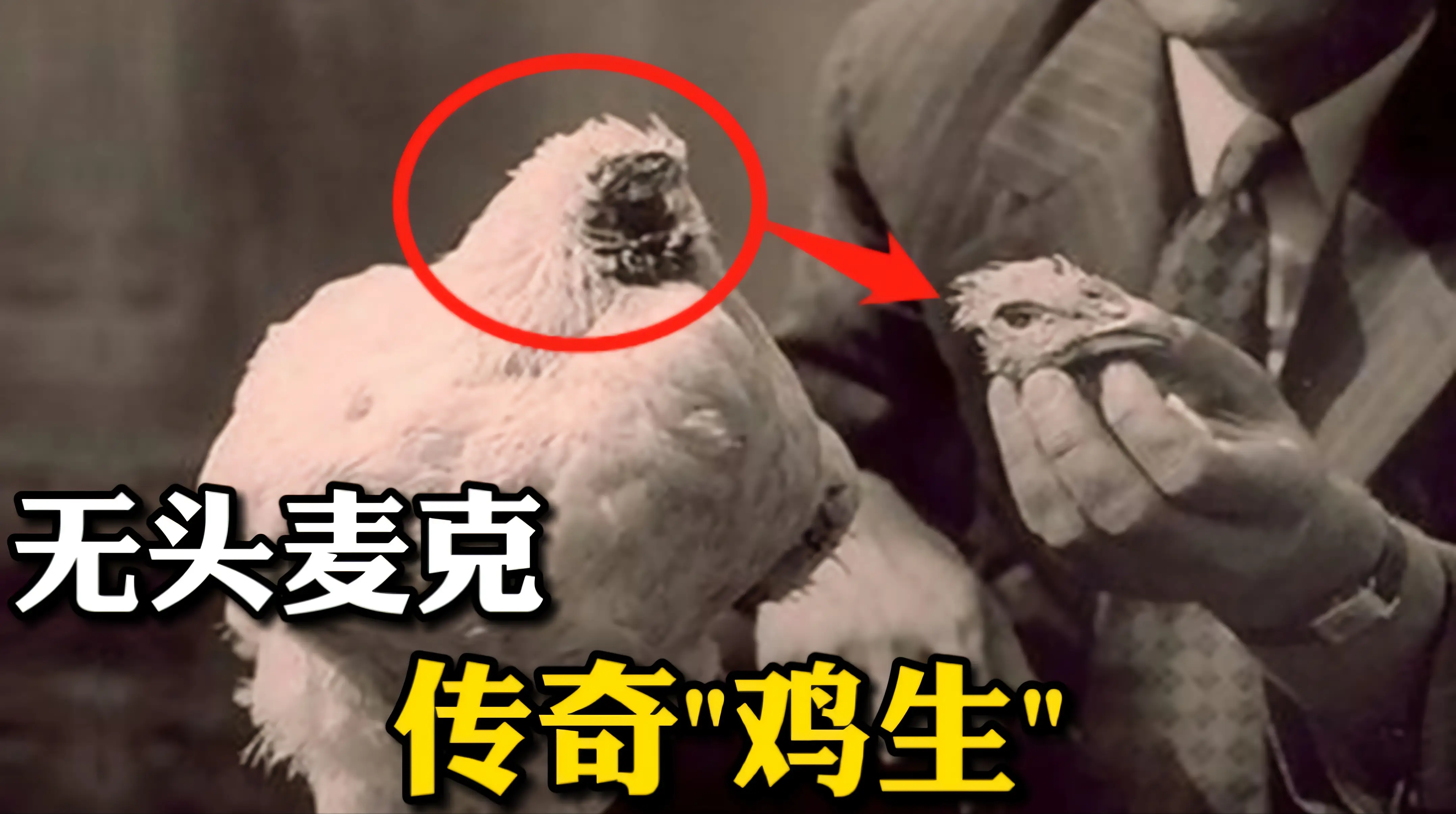 无头鸡究竟是怎么回事？为什么有的无头鸡还能活18个月？