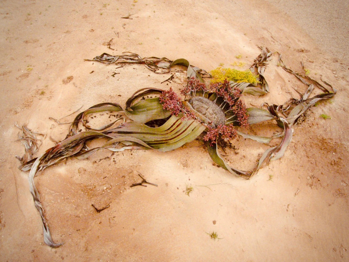 纳米比亚终于有了“国产”医生？...