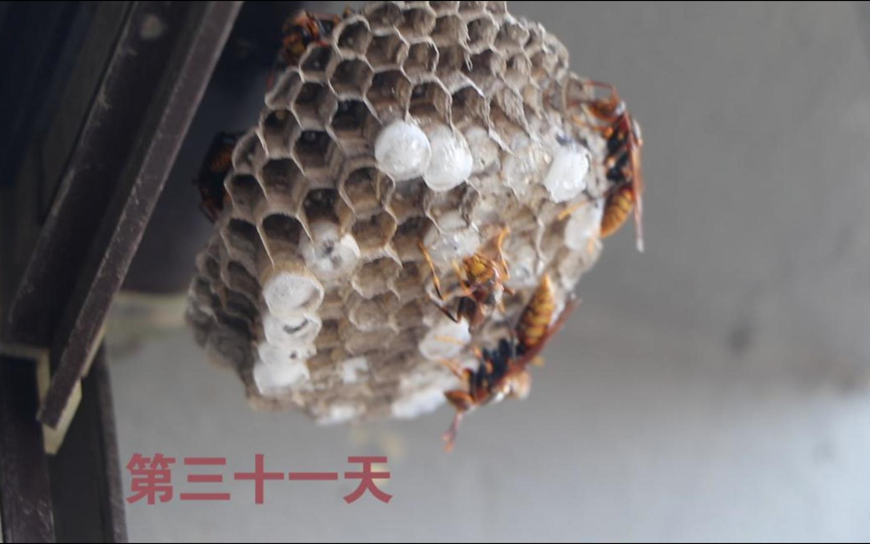 为什么马蜂不停地在窝上爬？这背后有什么秘密？