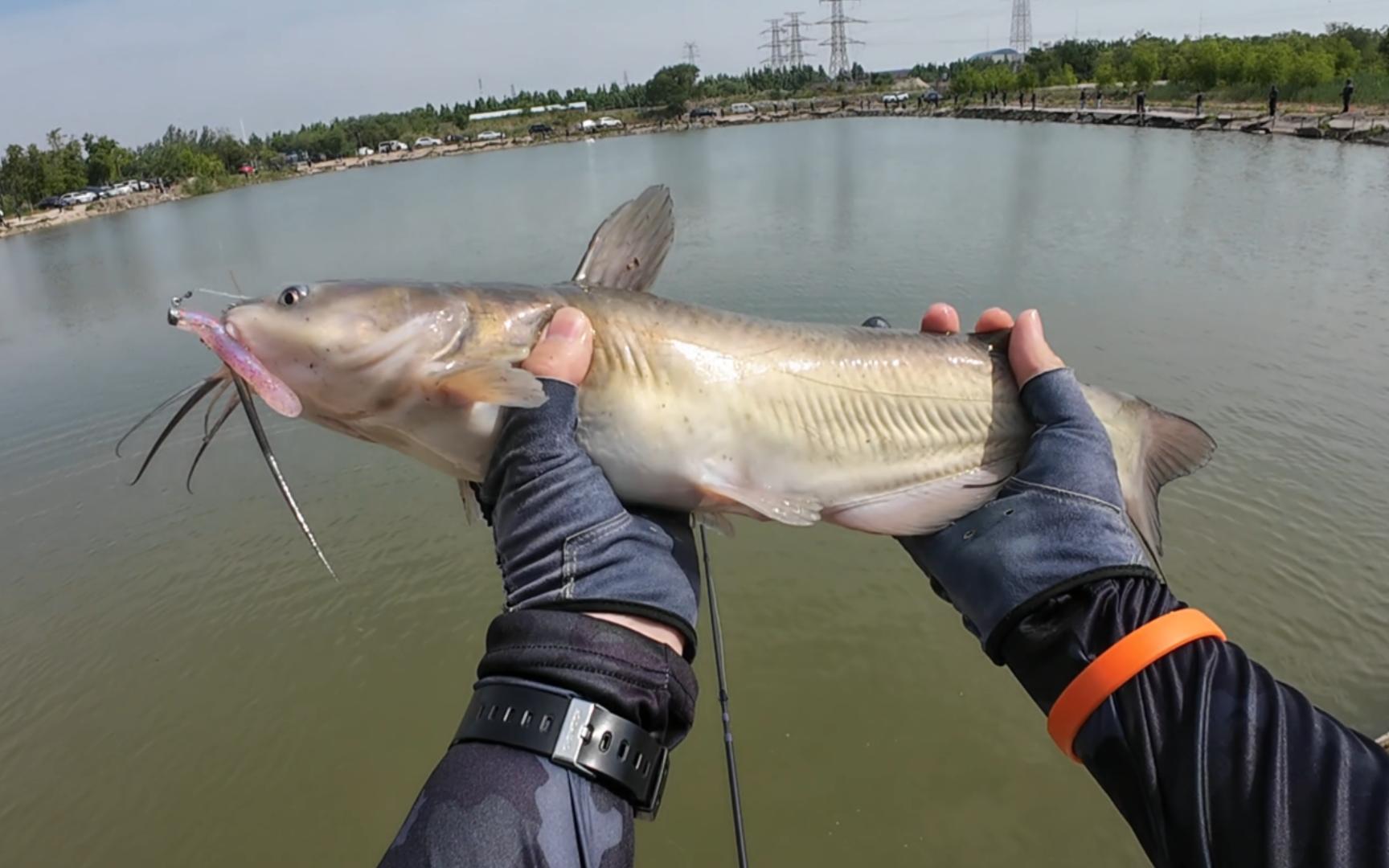 为什么鲶鱼被称为“游动的舌头”？...