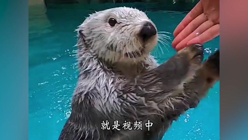 海獭如何使用工具？...