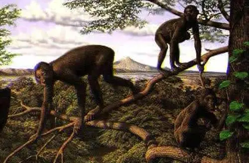 人类的近亲 ——倭黑猩猩？...