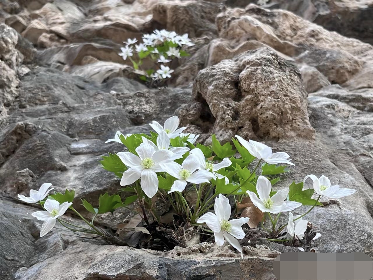 仅北京特有的槭叶铁线莲，如今却遭盗挖，将会有什么影...