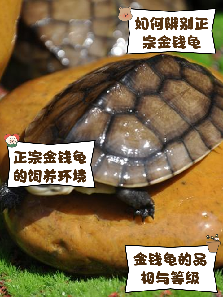正宗金钱龟多少钱一只 一只金钱龟多少钱