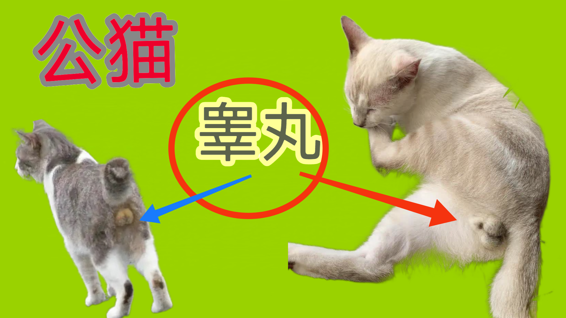 不分公母的罕见动物 属猴人的性格命运解析