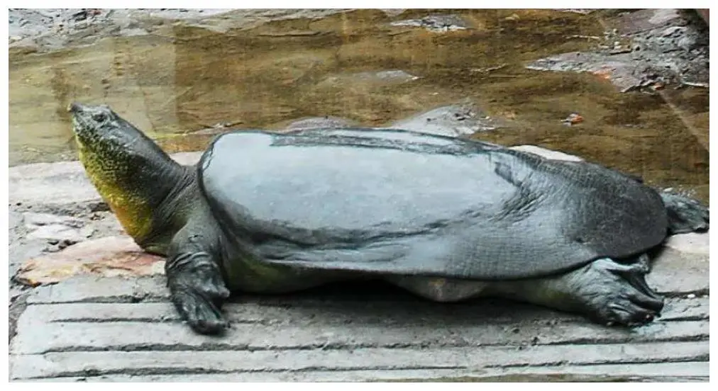 中国最长寿的生物——斑鳖，为什么会走向灭绝？...