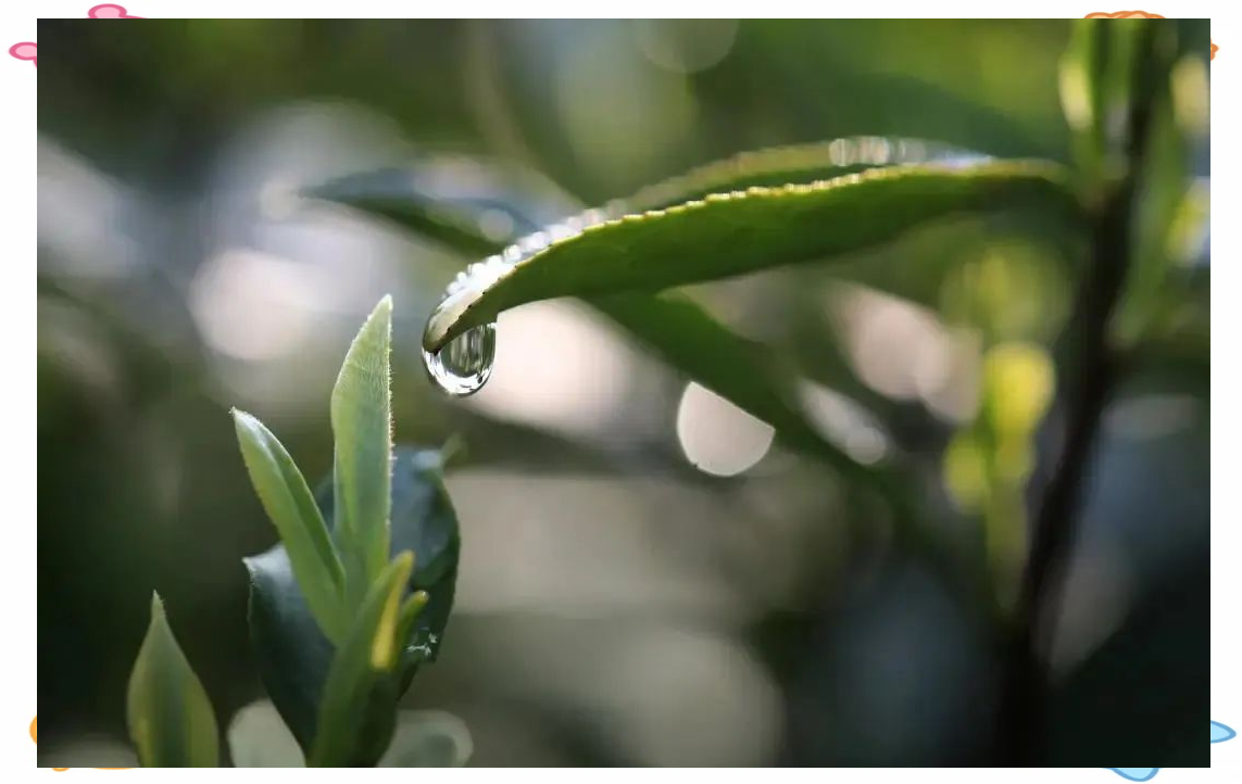 合肥新茶嫩茶品鉴指南，探寻春茶鲜爽的秘密