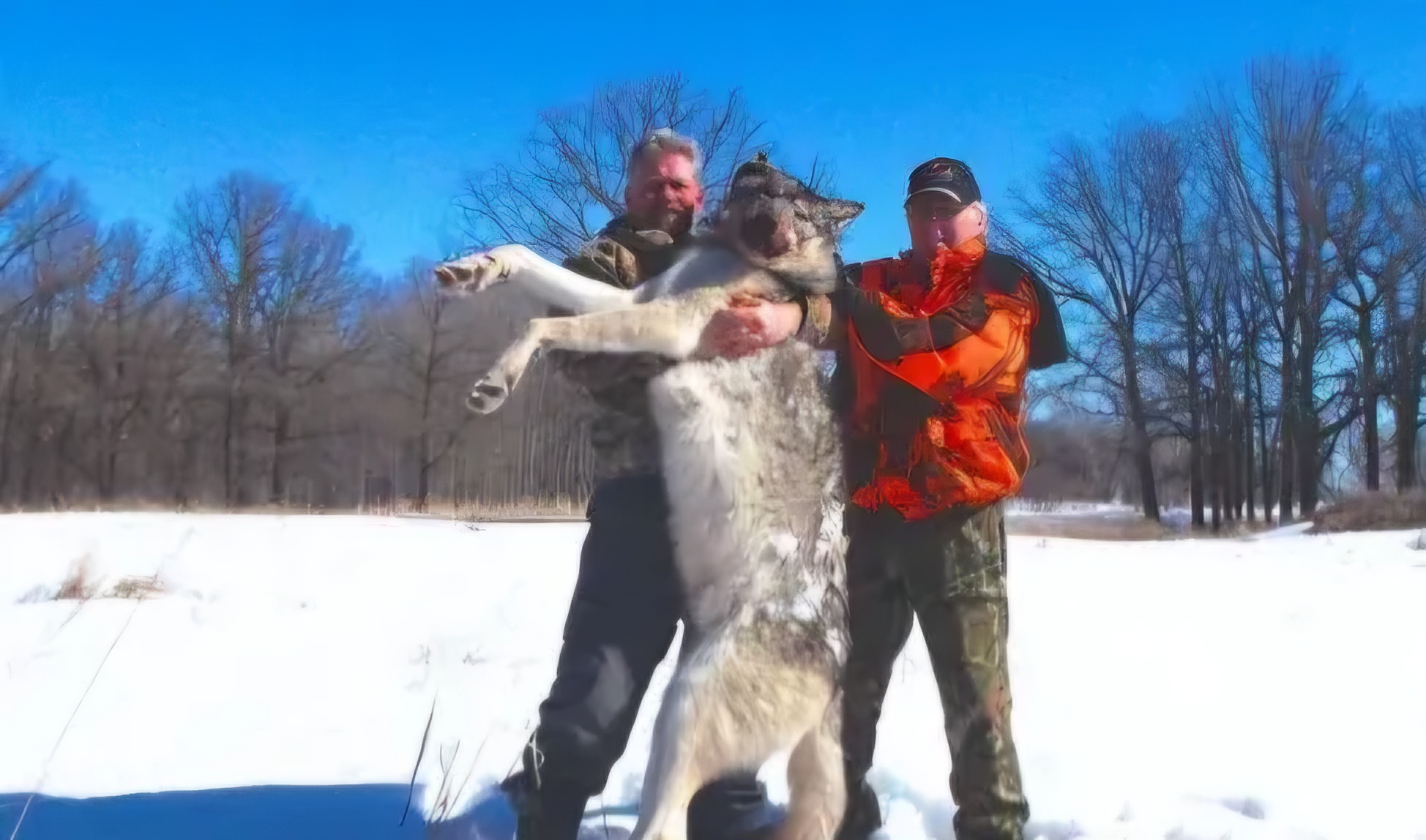 野外遇狼带盐能自救 狼真的怕盐巴吗