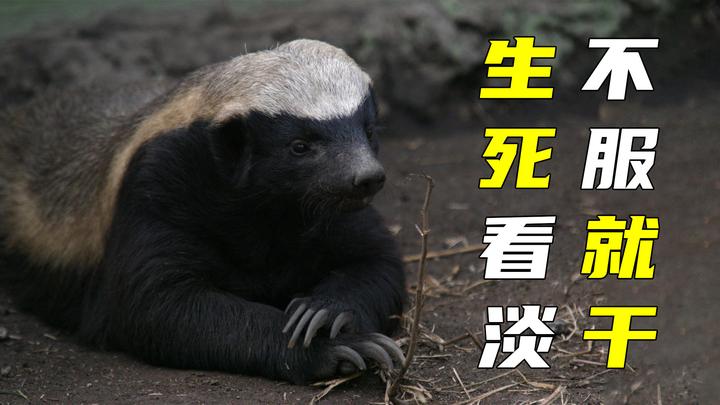 “平头哥”的阴茎骨像勺子，有什么作用？为什么人类没...