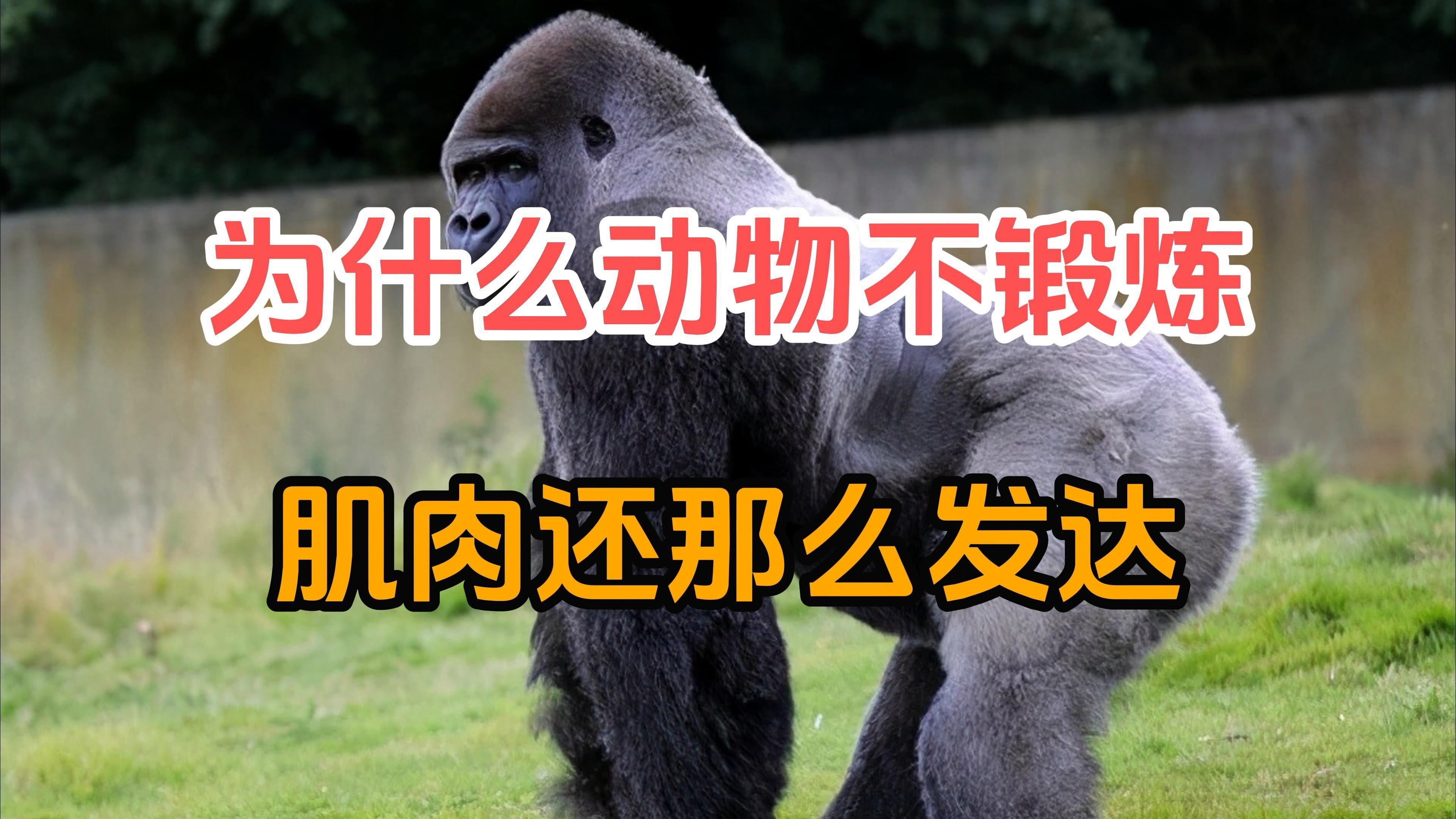 动物为啥不练就那么壮 人类健身反倒这么难