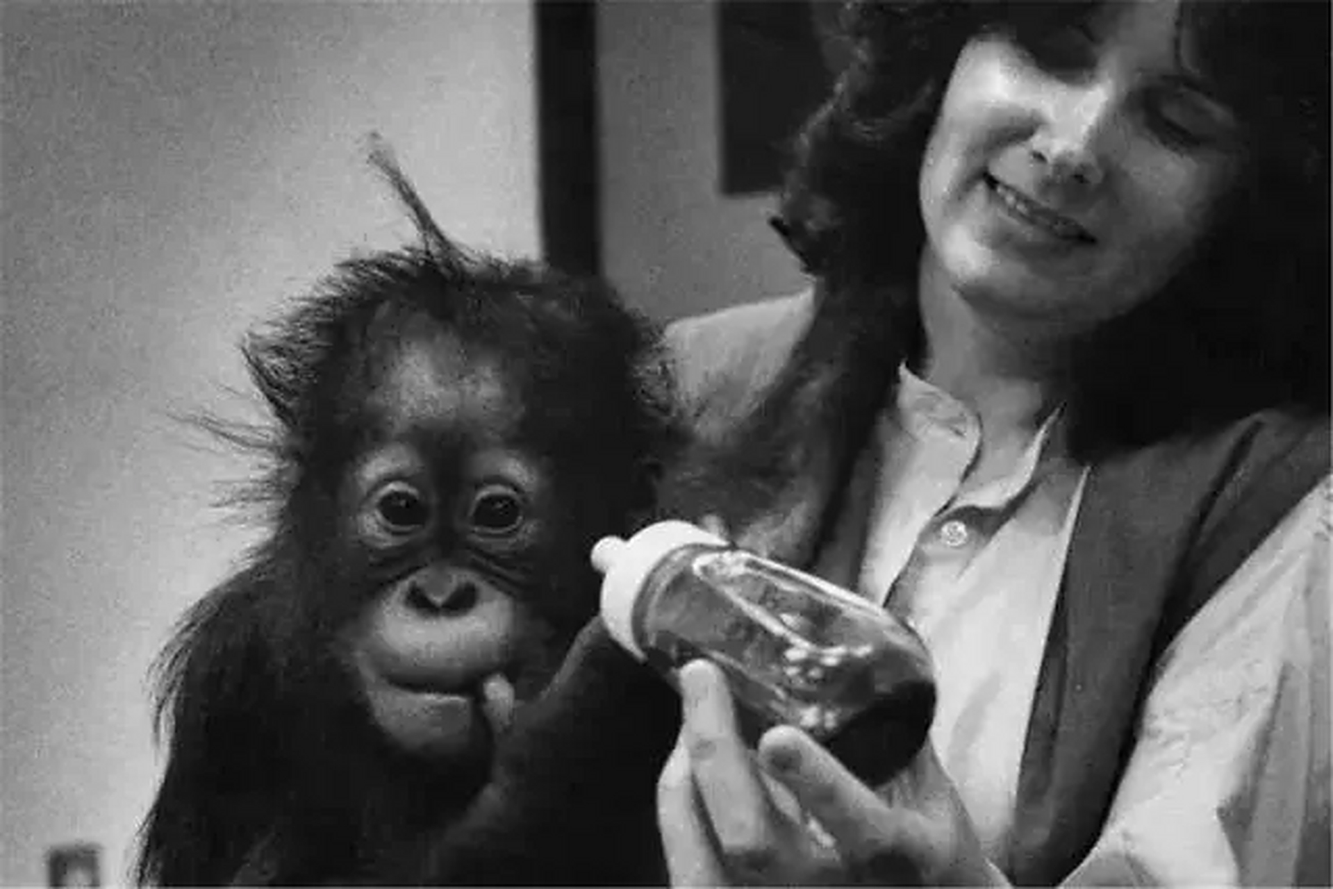 世界上最聪明的红毛猩猩 夏特克猩猩最终结局