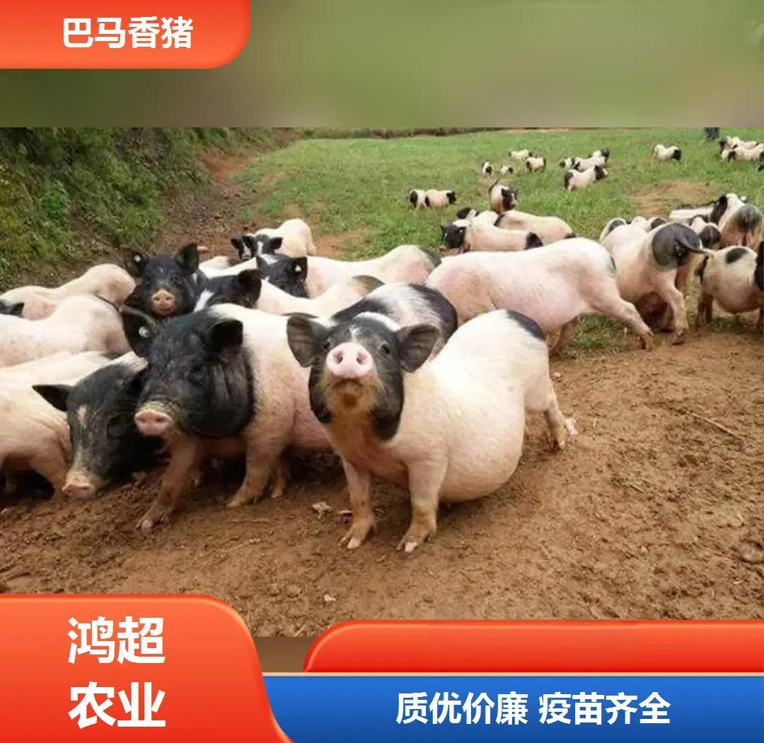香猪价格