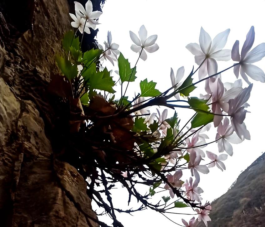 为什么采摘槭叶铁线莲会被刑拘？北京特有植物的保护背后有什么秘密？