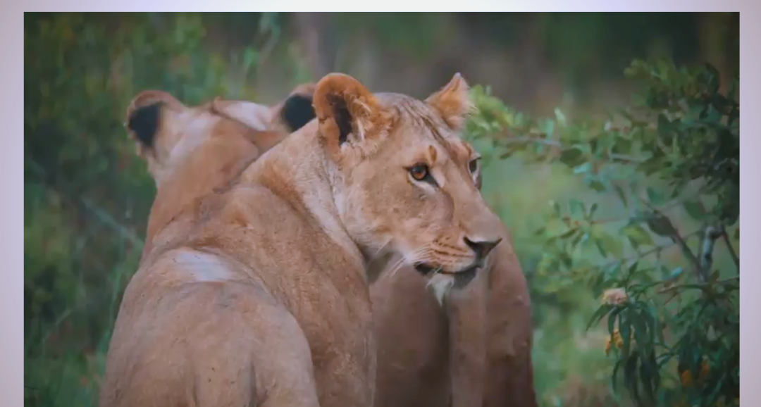 世界痛失“ 苏丹 ”，是什么让白犀牛灭绝了？...