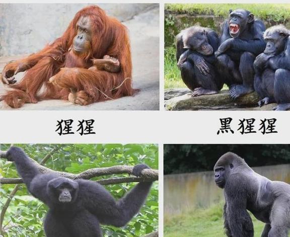 最接近人类的动物 倭黑猩猩与人类基因相似度