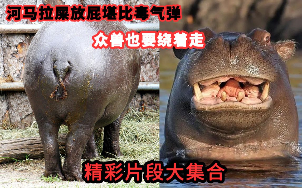 为什么河马的粪便，对鱼类来说是化学武器？...