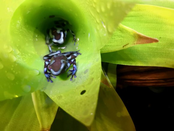 突如其来揭秘广州蛙友论坛网是什么神奇平台 2025年为何还能疯狂涨流量