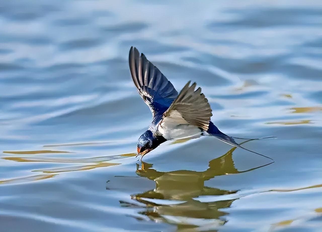 迁徙路线：鸟儿的“高速公路”在全球有哪些？...