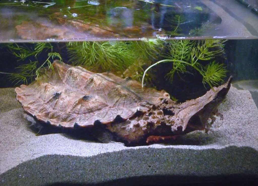 俄罗斯“阿玛塔”主战坦克：死水微澜还是巨变前夜...