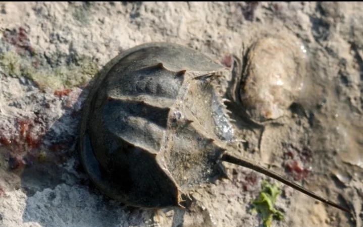 死于人类口腹间