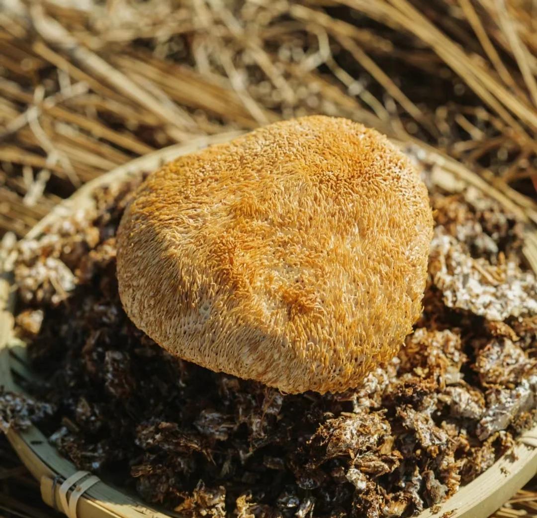 蘑菇增强记忆力吗 哪些食物能让大脑保持年轻