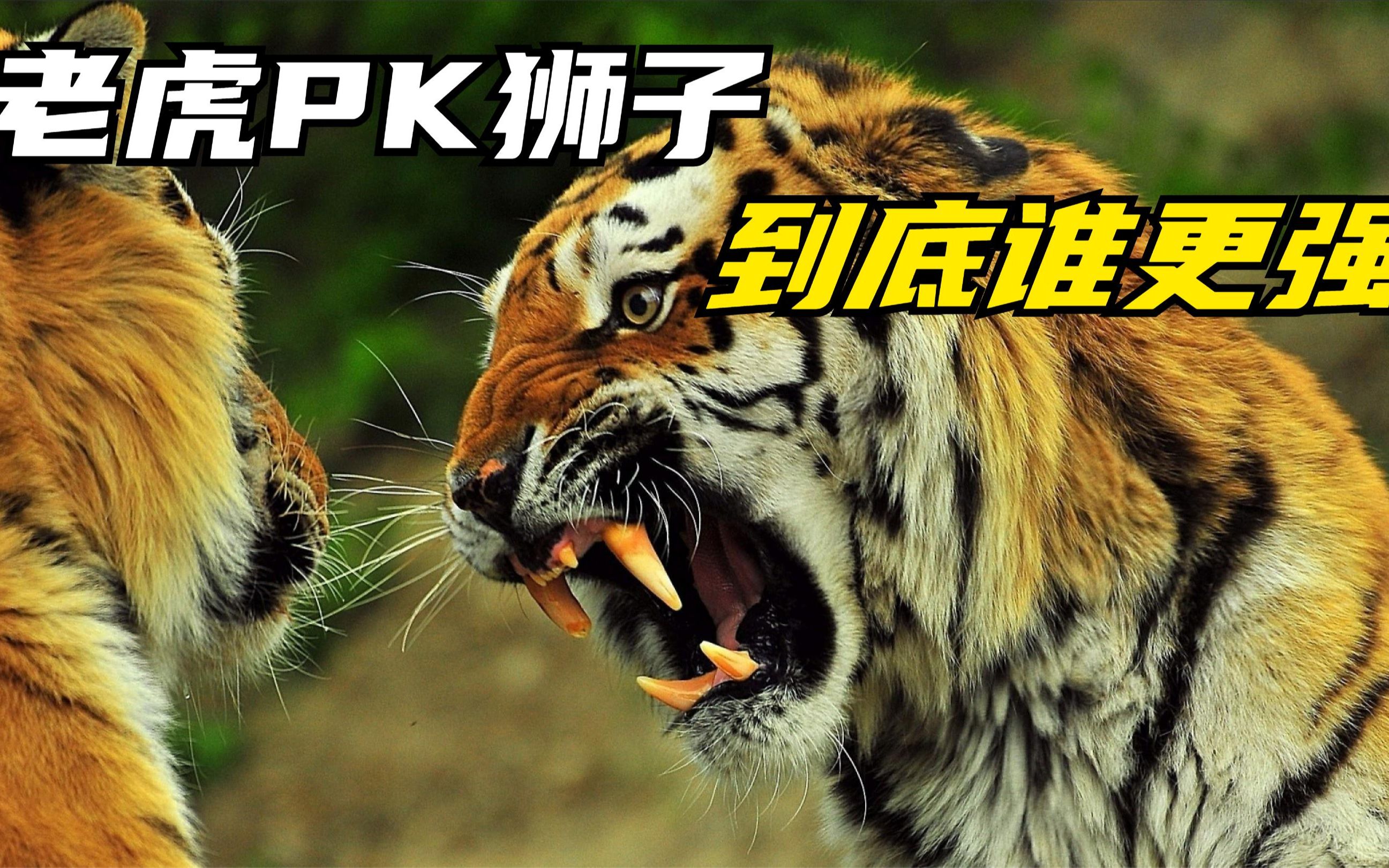 老虎和狮子打架谁厉害 豹子能打过老虎吗