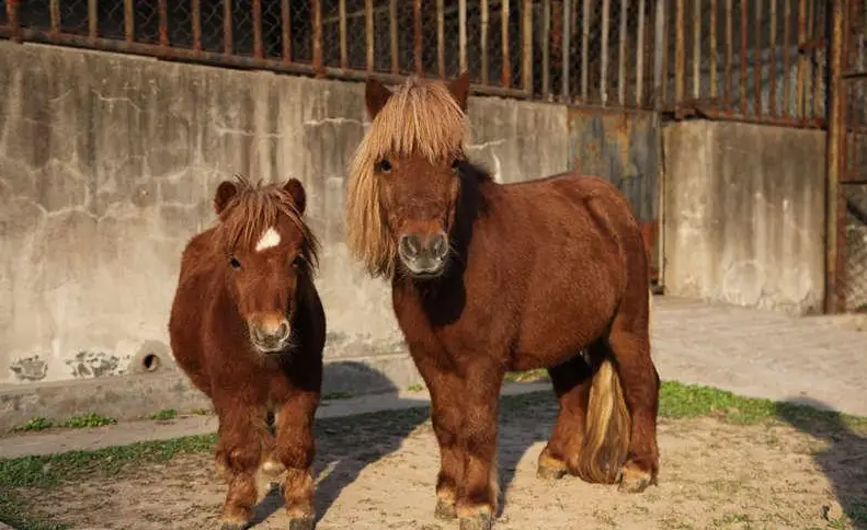 动物固定发情期原因 人类365天可交配秘密