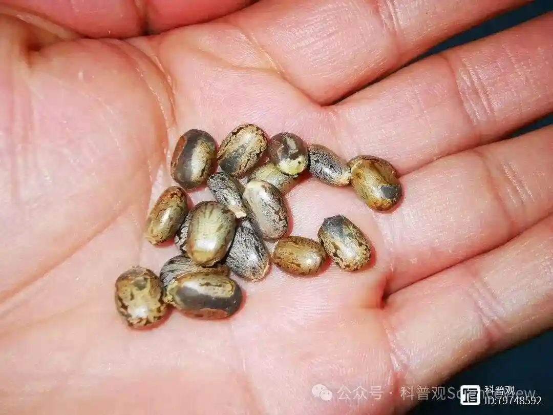 农村随处可见的蓖麻，为什么会成为恐怖的生化武器？...