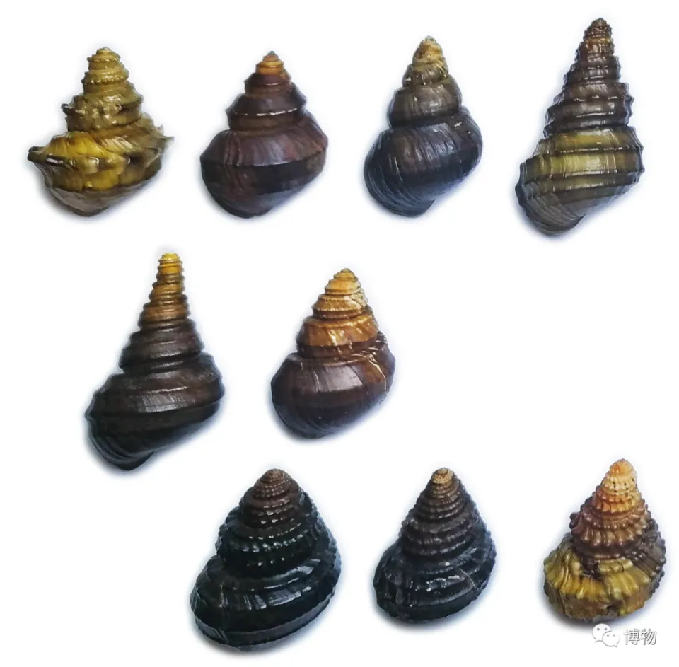 螺蛳美食指南 河虾螺蛳烹饪技巧